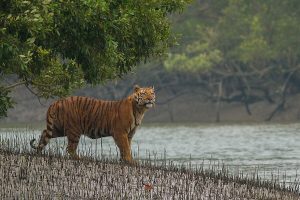 Sundarban Trips 2 Nights 3 Days