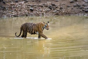 Sundarban Trips 1 Nights 2 Days