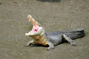 Sundarban Trips 3 Nights 4 Days