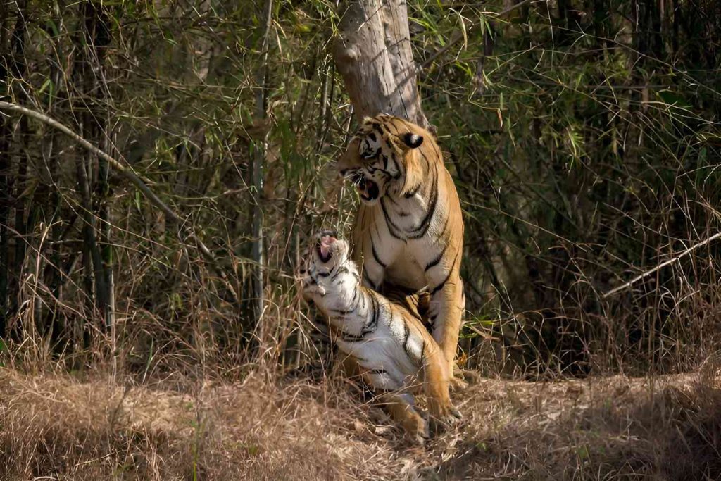 How Did Tigers Come to the Sundarbans?